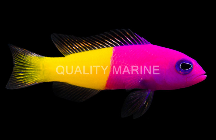 Bicolor Dottyback