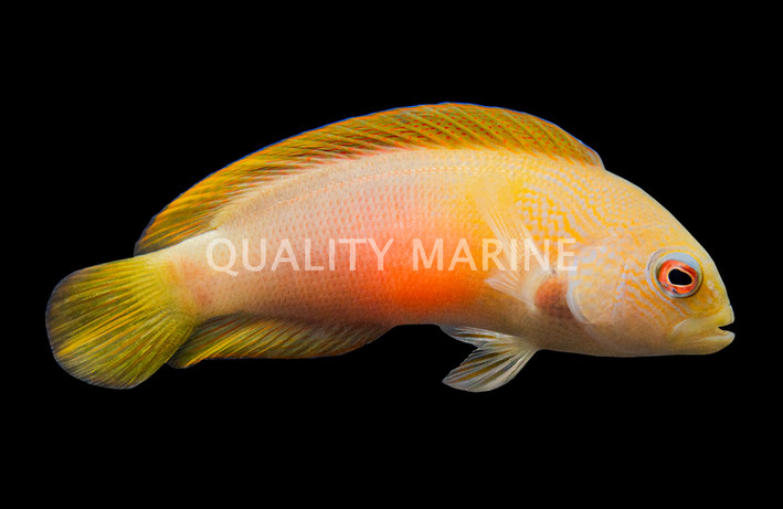 Fire Tailed Dottyback