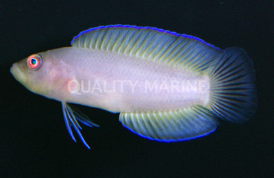 Green Serosa Dottyback :: 26030