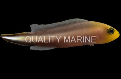 Double Striped Dottyback