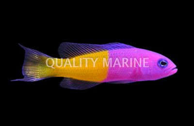 Blue Eye Royal Dottyback