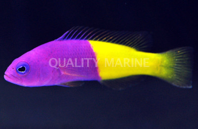 Coral Sea Bicolored Dottyback