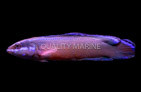 Black Neon Dottyback :: 26049