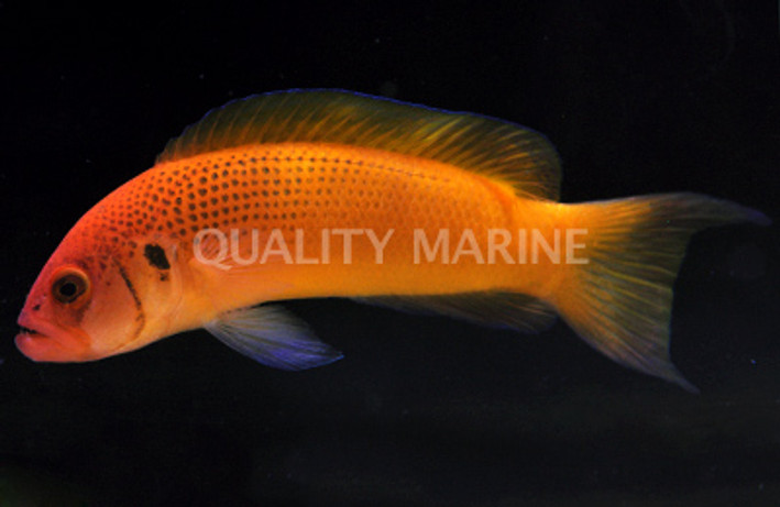 Jaquar Dottyback