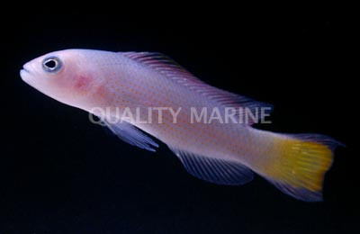 Fine Scaled Dottyback