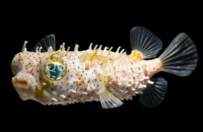 Bridled Burrfish