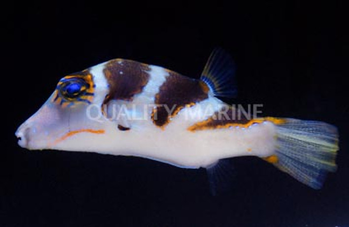 Pacific Crown Pufferfish