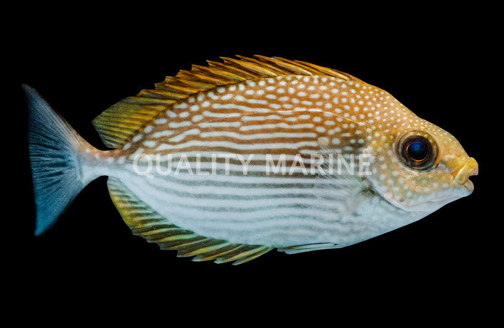 Streaked Rabbitfish