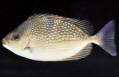 Streaked Rabbitfish
