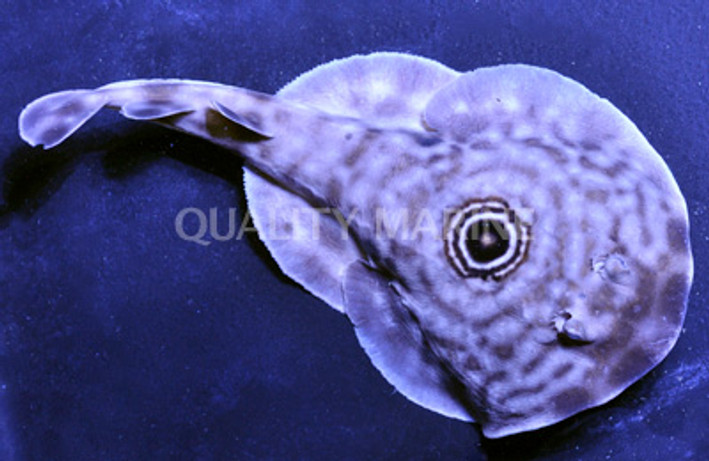 Ocellated Electric Stingray
