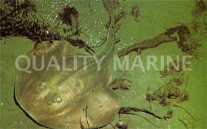 Thornback Guitarfish