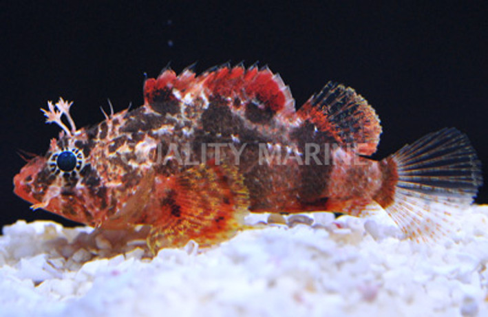 Pygmy Scorpionfish