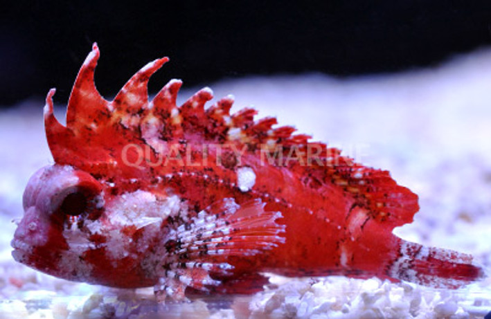 Pygmy Red Rooster Waspfish