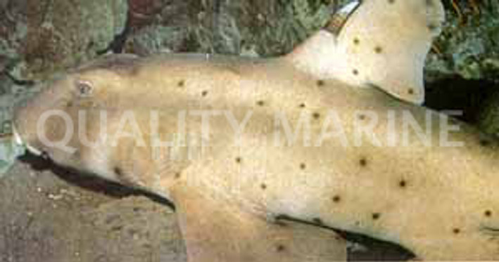 Horn Shark