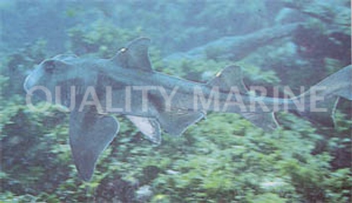 Port Jackson Shark