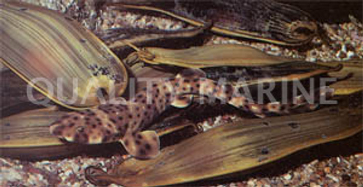 Swell Shark