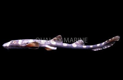 Bamboo Shark :: 29028
