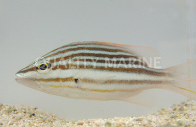 Spanish Flag Snappers