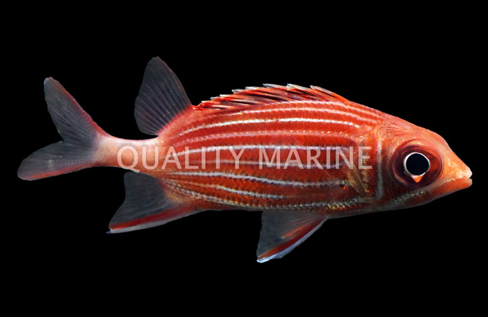 Red Squirrelfish