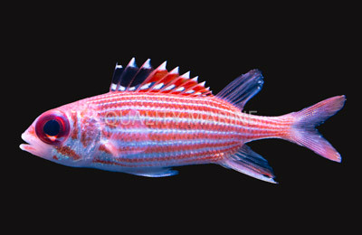 Reef Squirrelfish