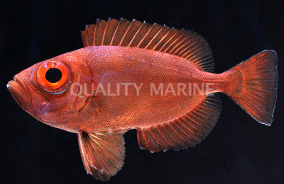 Moontail Bullseye Soldierfish