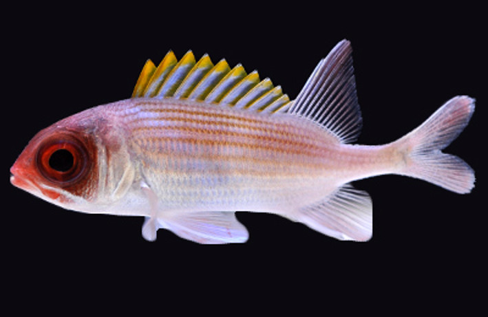 Diablito Squirrelfish