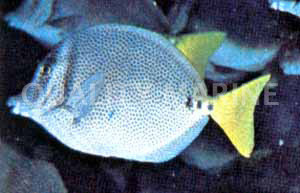 Yellowtail Tang