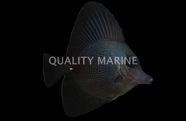 Black Longnose Tang, Hybrid :: 31573
