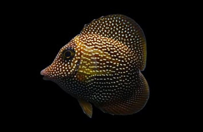 Gem Tang