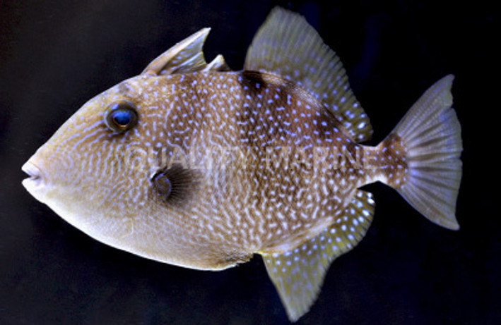 Gray Triggerfish