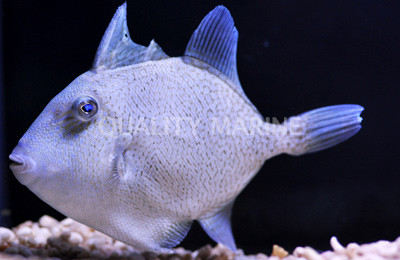 Finescale Triggerfish