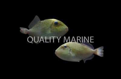 Goldenback Bluelined Triggerfish, Juvenile :: 32049