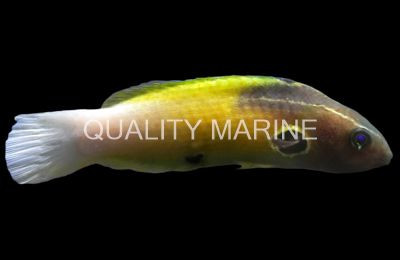 Allen's Tubelip Wrasse