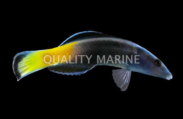 Bicolor Cleaner Wrasse