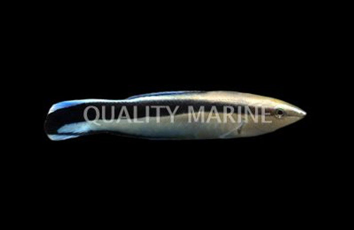 Bluestreak Cleaner Wrasse