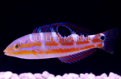 Puddingwife Wrasse