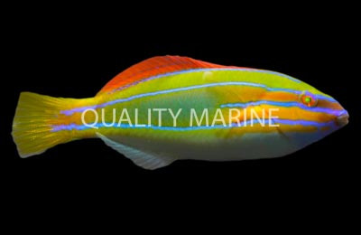 Three Line Wrasse, Male :: 33584
