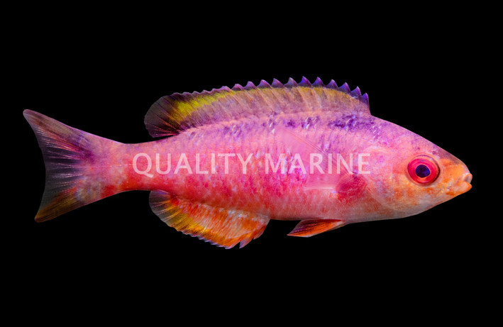 Creole Wrasse, Juvenile