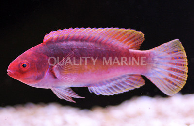 Yellow Band Fairy Wrasse