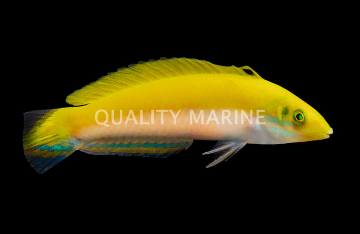 Canarytop Wrasse