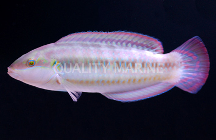 Slippery Dick Wrasse