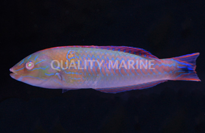 Chameleon Wrasse, Male