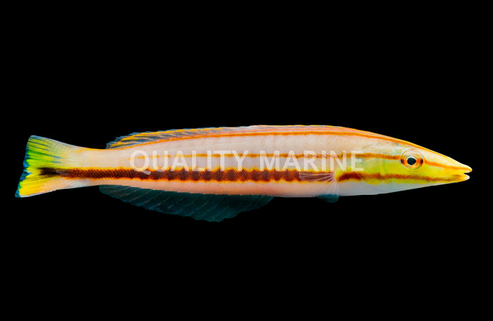Pastel Ring Wrasse