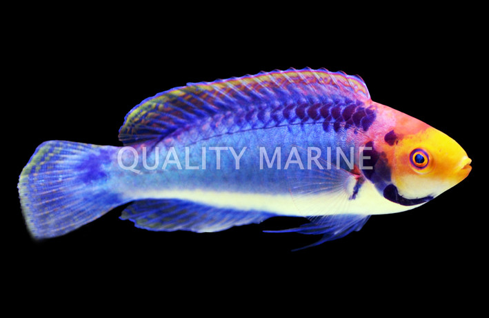 Red Eye Solorensis Fairy Wrasse