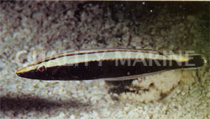 Ring Wrasse