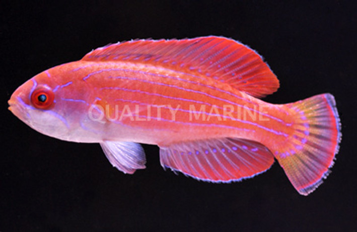 Red Sea Eightline Flasher Wrasse 