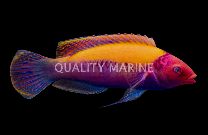 Orange Back Fairy Wrasse