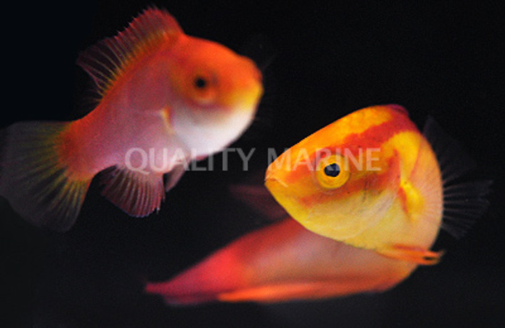 Flame Fairy Wrasse, Pair