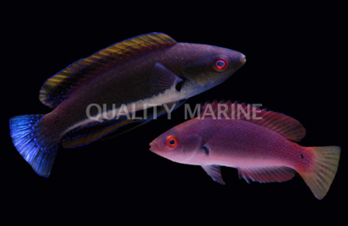 Fine Spotted Fairy Wrasse, Pair