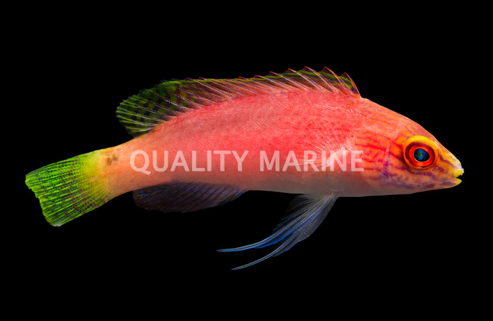 Blue Margin Fairy Wrasse, Female
